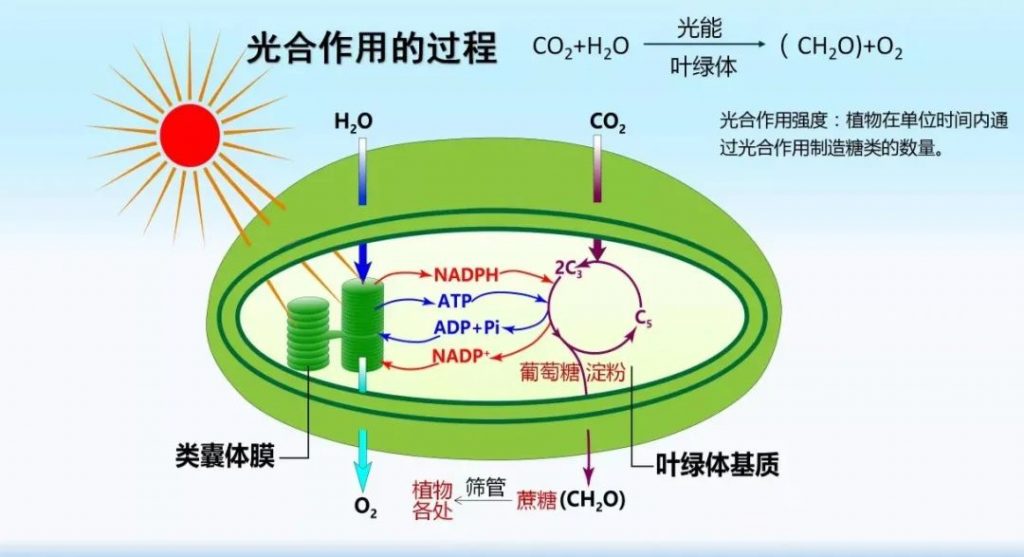 植物光合作用