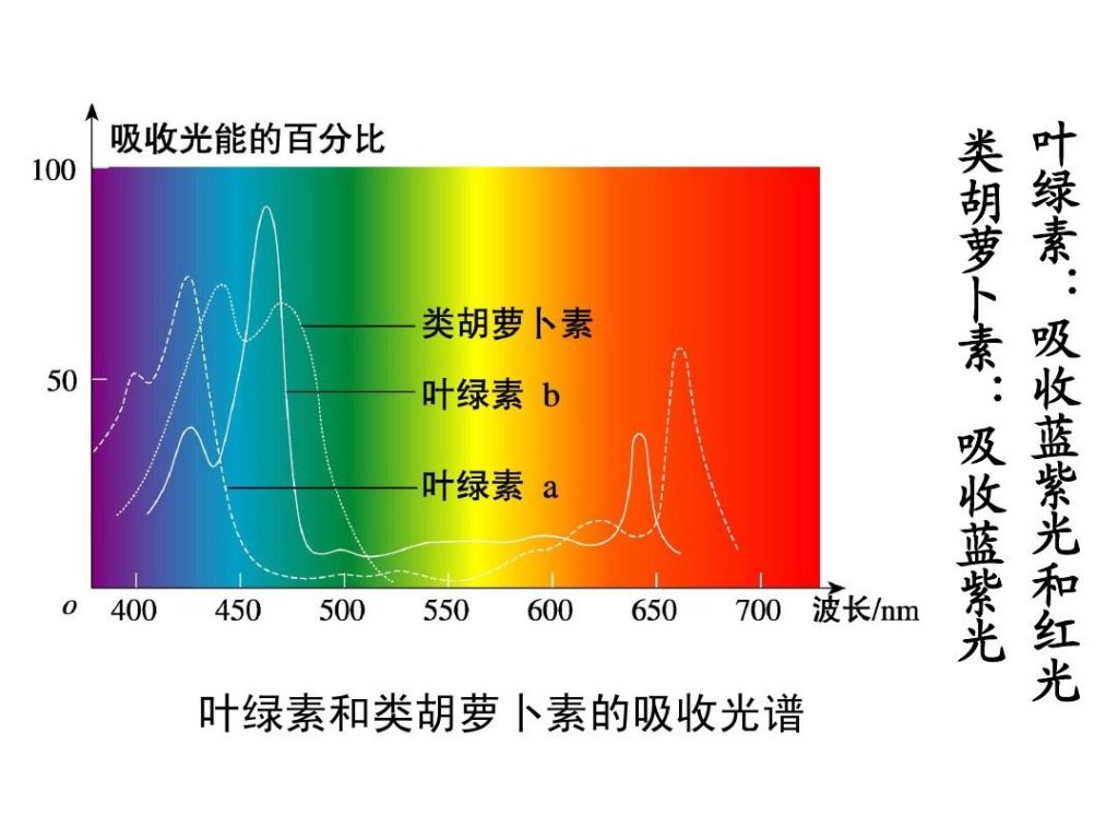 葉綠素吸收光譜